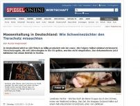 Bild zum Artikel: Massenhaltung in Deutschland: Wie Schweinezüchter den Tierschutz missachten
