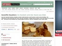 Bild zum Artikel: Gewiefte Haustiere: Im Dunkeln wird der Hund zum Dieb