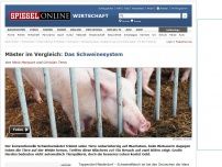 Bild zum Artikel: Mäster im Vergleich: Das Schweinesystem