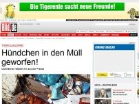 Bild zum Artikel: Tierquälerei - Hündchen in den Müll geworfen!