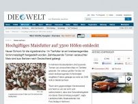 Bild zum Artikel: Niedersachsen: Hochgiftiges Maisfutter auf 3500 Höfen entdeckt
