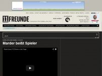 Bild zum Artikel: Marder beißt Spieler