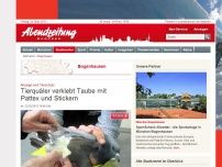 Bild zum Artikel: Anzeige vom Tierschutz: Tierquäler verklebt Taube mit Pattex und Stickern