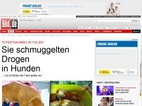 Bild zum Artikel: 75 Festnahmen in Italien - Hunde als Drogenkuriere missbraucht und aufgeschlitzt