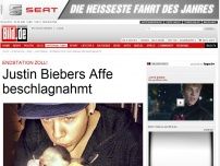 Bild zum Artikel: Endstation Zoll! - Justin Biebers Affe beschlagnahmt