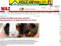 Bild zum Artikel: Tiere: Quiekende Meerschweinchen warnten Bewohner vor Feuer