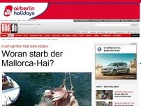 Bild zum Artikel: Horror-Fund - Fünf-Meter-Hai vor Mallorca angespült