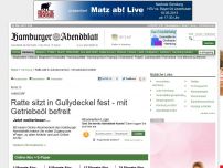 Bild zum Artikel: Niendorf: Ratte sitzt in Gullydeckel fest - mit Getriebeöl befreit