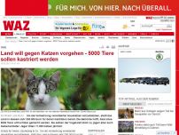 Bild zum Artikel: Land will gegen Katzen vorgehen - 5000 Tiere sollen kastriert werden