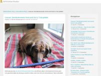 Bild zum Artikel: Grausam: Bemitleidenswerter Hund wurde fast zu Tode gefüttert
