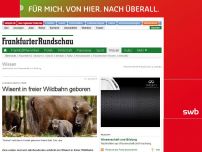 Bild zum Artikel: Ausgewilderte Tiere - Wisent in freier Wildbahn geboren