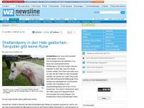 Bild zum Artikel: Shetlandpony in den Hals gestochen - Tierquäler gibt keine Ruhe