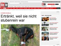 Bild zum Artikel: Hündin Sheila - Ertränkt, weil sie nicht stubenrein war