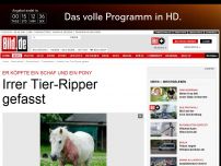 Bild zum Artikel: Schaf und Pony geköpft - Irrer Tier- Ripper gefasst