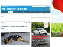 Bild zum Artikel: Tier-Drama - Schäferhund stirbt in überhitztem Auto