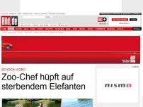 Bild zum Artikel: Schock-Video - Zoo-Chef hüpft auf sterbendem Elefanten