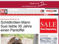 Bild zum Artikel: 1. Sex mit 60! - Schildkröten-Mann liebte 30 Jahre einen Pantoffel