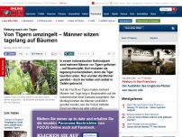 Bild zum Artikel: Rettung nach vier Tagen - Von Tigern umzingelt – Männer sitzen tagelang auf Bäumen