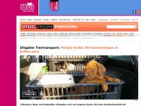 Bild zum Artikel: Illegaler Tiertransport: Polizei findet 78 Hundewelpen in Kofferraum