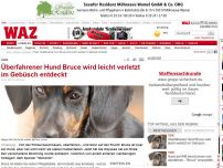Bild zum Artikel: Überfahrener Hund Bruce wird leicht verletzt im Gebüsch entdeckt