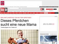 Bild zum Artikel: Pony von Mutter verstoßen - Dieses Pferdchen sucht eine neue Mama