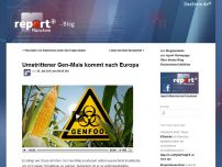 Bild zum Artikel: Umstrittener Gen-Mais kommt nach Europa