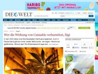 Bild zum Artikel: Drogen: Wer die Wirkung von Cannabis verharmlost, lügt