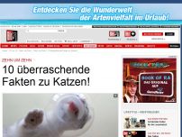 Bild zum Artikel: Zehn um Zehn - 10 überraschende Fakten zu Katzen!