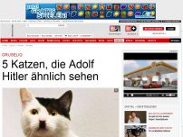 Bild zum Artikel: Gruselig - 5 Katzen, die Adolf Hitler ähnlich sehen