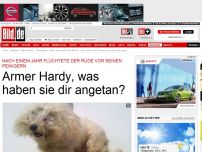 Bild zum Artikel: Vor Peiniger geflüchtet - Hardy, der ärmste Hund Berlins!