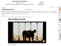 Bild zum Artikel: Mängel in der Schweinemast: Saumäßig krank