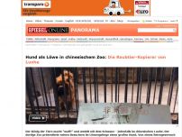 Bild zum Artikel: Hund als Löwe in chinesischem Zoo: Die Raubtier-Kopierer von Luohe