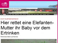 Bild zum Artikel: Elefantastisch! - Elefanten-Mutter rettet ihr Kalb vor dem Ertrinken