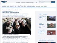 Bild zum Artikel: Tier-Tragödie im Münsterland: Über 900 Schweine im Stall erstickt