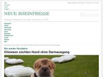 Bild zum Artikel: Nie wieder Hundekot: Chinesen züchten Hund ohne Darmausgang