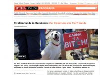 Bild zum Artikel: Straßenhunde in Rumänien: Zur Empörung der Tierfreunde