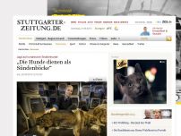 Bild zum Artikel: Jagd auf rumänische Straßenhunde: „Die Hunde dienen als Sündenböcke“