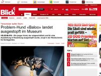 Bild zum Artikel: Tierschützer laufen Sturm: Problem-Hund «Baloo» landet ausgestopft im Museum