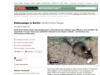 Bild zum Artikel: Rattenplage in Berlin: Gefährliche Nager