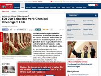 Bild zum Artikel: Verbot von Akkord-Schlachtungen? - 500 000 Schweine verbrühen bei lebendigem Leib