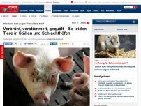 Bild zum Artikel: Was kann man gegen Tierquälerei tun? - Verbrüht, verstümmelt, gequält - So leiden Tiere in Ställen und Schlachthöfen