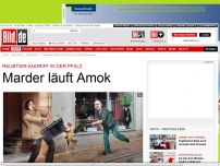 Bild zum Artikel: Fünf Menschen verletzt - Marder läuft Amok