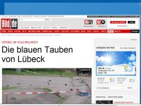 Bild zum Artikel: Vögel im Vollrausch - Die blauen Tauben von Lübeck