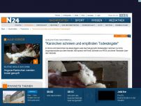Bild zum Artikel: Qualen fürs Angorafell - 
'Kaninchen schreien und empfinden Todesängste'