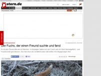 Bild zum Artikel: Auf den Hund gekommen: Der Fuchs, der einen Freund suchte und fand