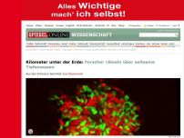 Bild zum Artikel: Kilometer unter der Erde: Forscher rätseln über seltsame Tiefenwesen