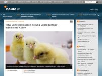 Bild zum Artikel: NRW verbietet Massen-Tötung unproduktiver männlicher Küken