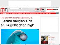 Bild zum Artikel: Faszinierende Doku - Delfine saugen sich an Kugelfischen high