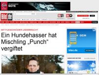 Bild zum Artikel: Angst in Misburg - Mein braver „Punch“ wurde vergiftet