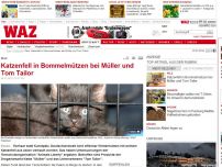 Bild zum Artikel: Katzenfell in Bommelmützen bei Müller und Tom Tailor